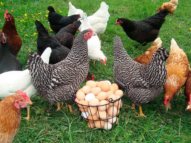Содержание кур и уход за ними | ЗооТом - продажа, вязка и услуги для животных в Малгобеке