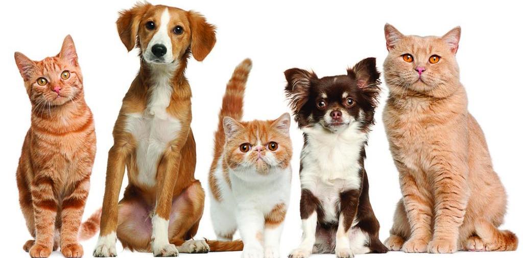 Доска объявлений о животных | ЗооТом - продажа, вязка и услуги для животных в Малгобеке