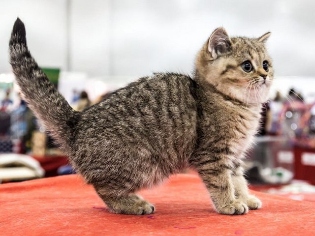 Породы кошек в Малгобеке | ЗооТом портал о животных