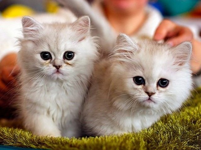 Породы кошек в Малгобеке | ЗооТом портал о животных
