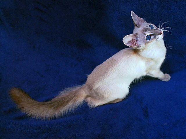 Выведенные породы кошек в Малгобеке | ЗооТом портал о животных