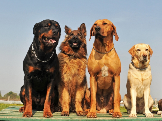 Крупные породы собак в Малгобеке | ЗооТом портал о животных