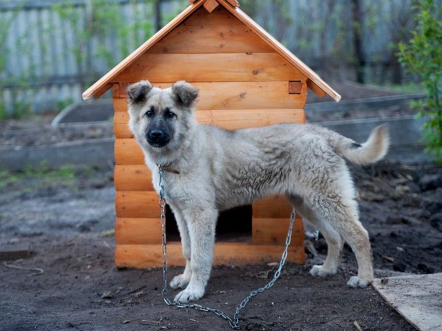 Все о собаках в Малгобеке